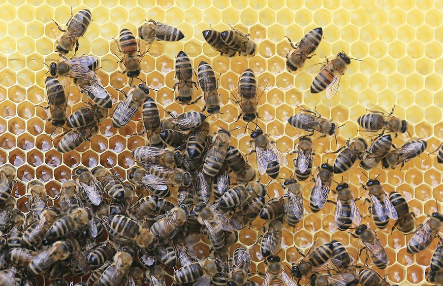 วิธีป้องกันสัตว์ร้ายและแมลงรบกวน - แมลงมีพิษ ผึ้ง