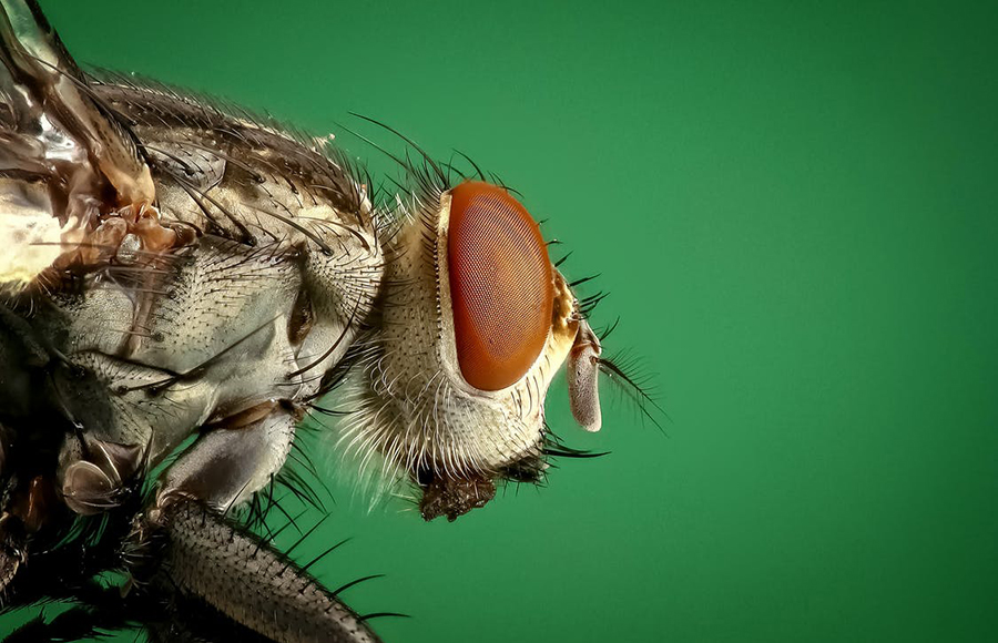 วิธีป้องกันสัตว์ร้ายและแมลงรบกวน - แมลงสาบ แมลงวัน