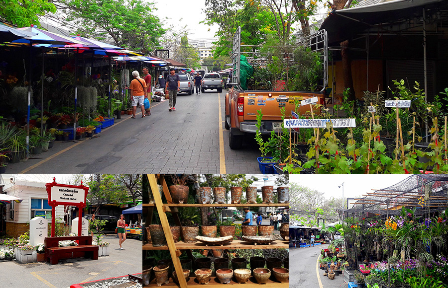 ตลาดต้นไม้ใกล้บ้านสำหรับคนรักสวน
