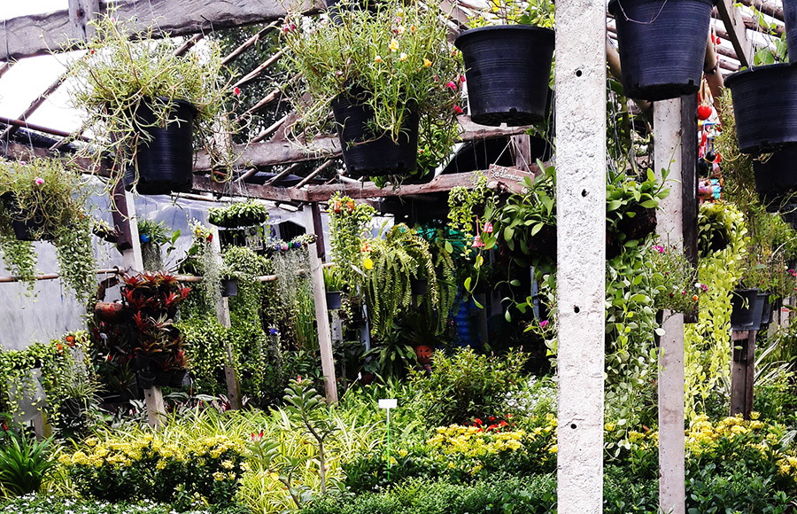 ตลาดต้นไม้ใกล้บ้านสำหรับคนรักสวน
